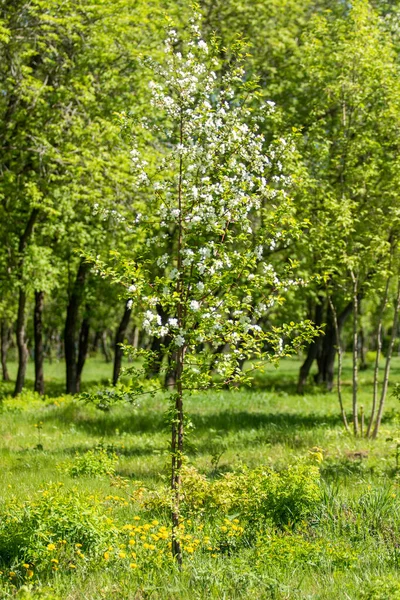 Frutteto Mele Fiore Fiori Bianchi Meli Foglie Verdi Vicino — Foto Stock