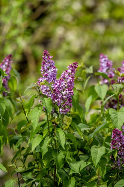 Fleurs Lilas Violet Jardin Naturel — Photo