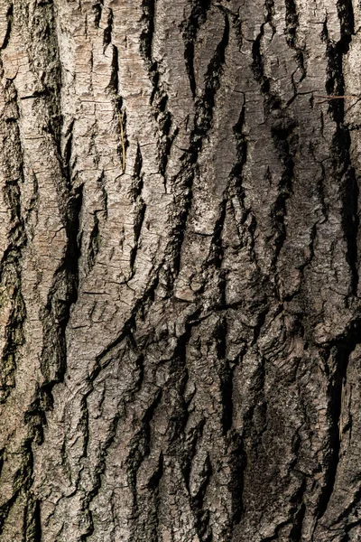 Textura Casca Árvore Fundo Cinza — Fotografia de Stock