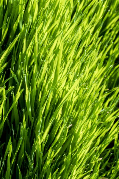 Green Grass Sun Bokeh Background Raindrops Royalty Free Stock Photos