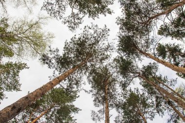 Alt, çam ormanı manzara mavi gökyüzü görünümüne karşı çam ağaçları.
