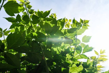 Gökyüzü yakın manzara karşı ağaçlar yeşil yaprakları
