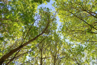 Mavi gökyüzü, bahar doğa karşı aşağıda ağaçlar görünümü yeşil yaprakları.