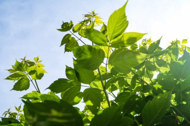 Gökyüzü yakın manzara karşı ağaçlar yeşil yaprakları
