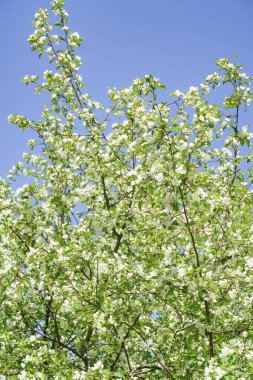 Bahar yeşili bahçe. Elma ağaçları mavi gökyüzüne karşı çiçek açtı.