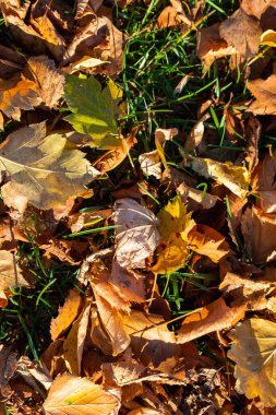Yeşil çimlerde sarı yapraklar, sonbahar manzarası.