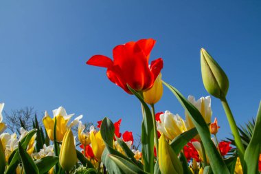Mavi gökyüzüne karşı lale çiçekleri, alt görünüm, kırmızı, beyaz ve sarı.