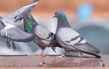 Vahşi gri mavi yakın yukarı, bulanık bir arka planda oturuyor.