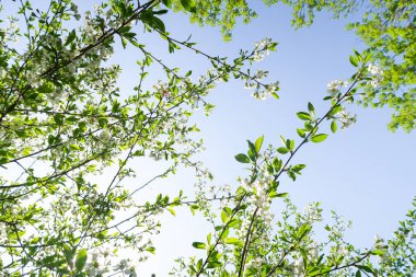 Mavi gökyüzüne karşı elma kiraz beyaz çiçekler. Doğa bahar.