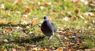 Yabani güvercin, sarı yapraklar çimlerde.