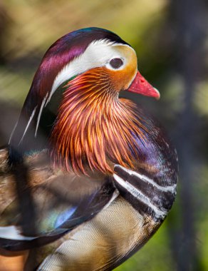 Mandarin ördeğinin yakın profili. Aix galericulata, su kuşu.