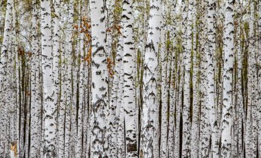Orman dokusu, arka plan olarak beyaz huş ağaçları..