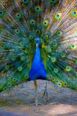 Peacock kuş güzel kuyruğunu yayıldı. Doğa kuş tavus kuşu.