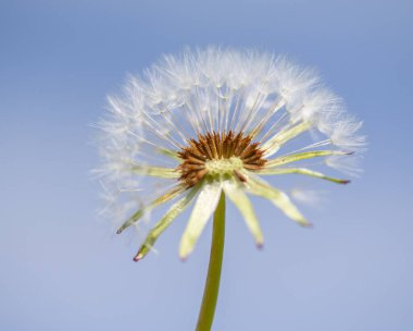 Bulanık arka planda beyaz kabarık karahindiba çiçeği.