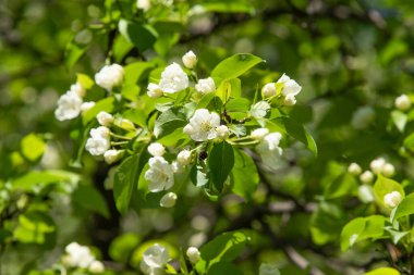 Çiçeklenme elma bahçesi. Elma ağaçları beyaz çiçekler, yeşil yaprakları yakın.