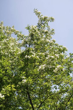 Mavi gökyüzüne karşı elma kiraz beyaz çiçekler. Doğa bahar.
