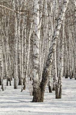 Huş ağacı orman kış manzarası.