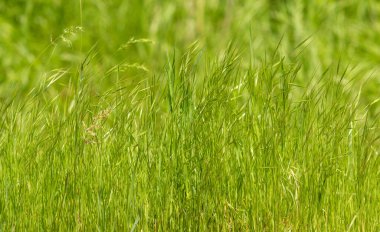 Bahar manzara, yeşil çim closeup.