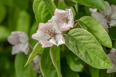 White flowers of quince tree green leaves, spring nature. clipart