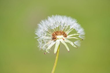 Bulanık arka planda beyaz kabarık karahindiba çiçeği.