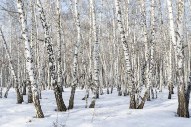 Huş ağacı orman kış manzarası.