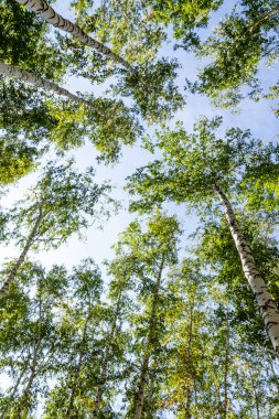 Gökyüzünde yeşil huş ağacı ormanı, yaz manzarası.