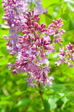 Çiçekler Mor Lila, doğa Bahçesi.