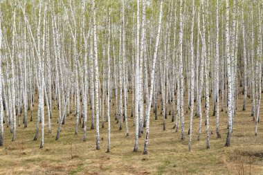 Huş ağaçları orman çim erken bahar orman alan.