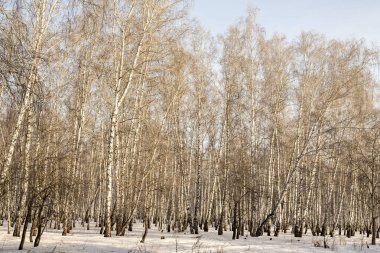 Huş ağacı orman kış manzarası.