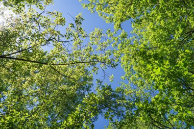 Mavi gökyüzü, bahar doğa karşı aşağıda ağaçlar görünümü yeşil yaprakları.
