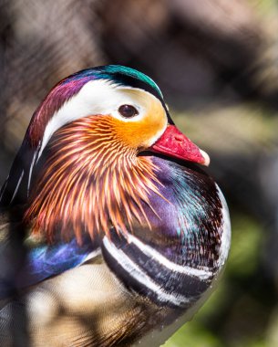 Mandarin ördeğinin yakın profili. Aix galericulata, su kuşu.