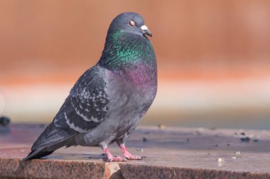 Vahşi gri mavi yakın yukarı, bulanık bir arka planda oturuyor.