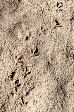 Kil kumda hayvan izleri var..