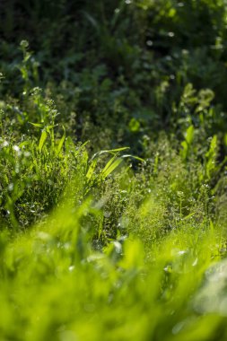 Güneşte yeşil çim, yağmur damlaları bokeh arka plan
