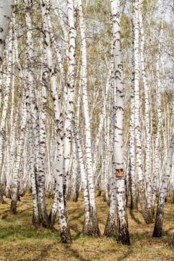 Huş ağaçları orman çim erken bahar orman alan.