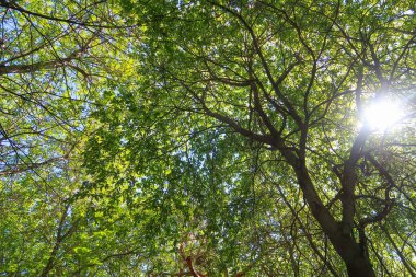 Mavi gökyüzü, bahar doğa karşı aşağıda ağaçlar görünümü yeşil yaprakları.