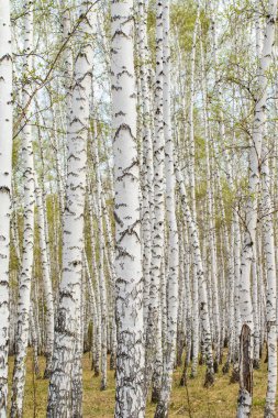 Huş ağaçları orman çim erken bahar orman alan.
