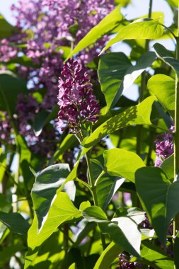 mor çiçekler leylak, bahar doğası