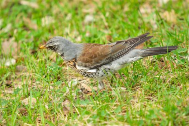 Yeşil çim içinde Song Thrush. Doğa kuşlar WESTA.