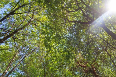Mavi gökyüzü, bahar doğa karşı aşağıda ağaçlar görünümü yeşil yaprakları.