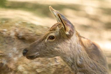Beyaz kuyruklu geyik (Odocoileus virginianus) dişi, yaz doğasında, portre.