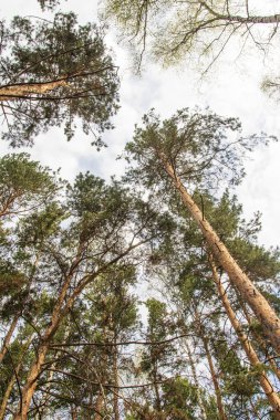 Alt, çam ormanı manzara mavi gökyüzü görünümüne karşı çam ağaçları.