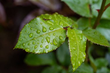 Bir gül yaprakları üzerinde yağmur damlaları, yeşil kırmızı yaprak.