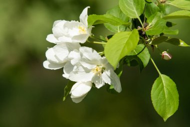 Çiçeklenme elma bahçesi. Elma ağaçları beyaz çiçekler, yeşil yaprakları yakın.