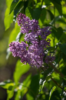 mor çiçekler leylak, bahar doğası