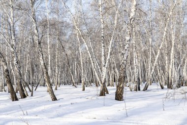 Huş ağacı orman kış manzarası.