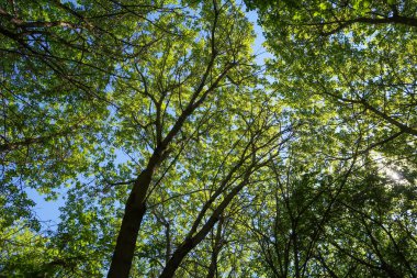 Mavi gökyüzü, bahar doğa karşı aşağıda ağaçlar görünümü yeşil yaprakları.