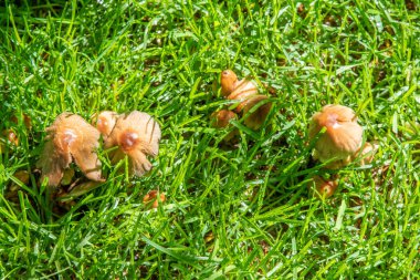 Güneşte yağmur sonra yeşil çim mantar.