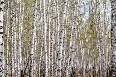 Beyaz huş ağaçları orman arka plan, bahar.