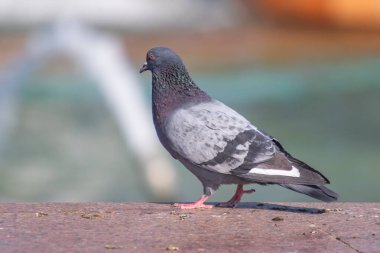 Vahşi gri mavi yakın yukarı, bulanık bir arka planda oturuyor.